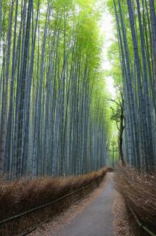 誰もいない嵐山の竹林の小径 誰もいない嵐山の竹林の小径 嵐山,竹林の小径,京都の写真素材