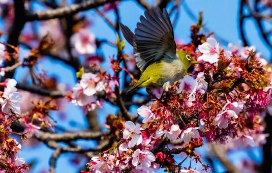 メジロと桜 メジロと桜の写真
