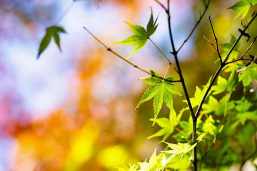 緑のもみじ 紅葉,もみじ,秋の写真素材