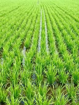 Photo, field, paddy field, agriculture, 