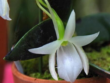 アングレカム・レオニス アングレカム,レオニス,앙그레컴の写真素材