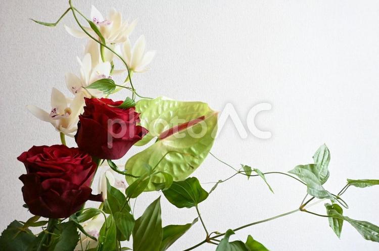 赤い薔薇とアンスリウム 薔薇,バラ,赤の写真素材