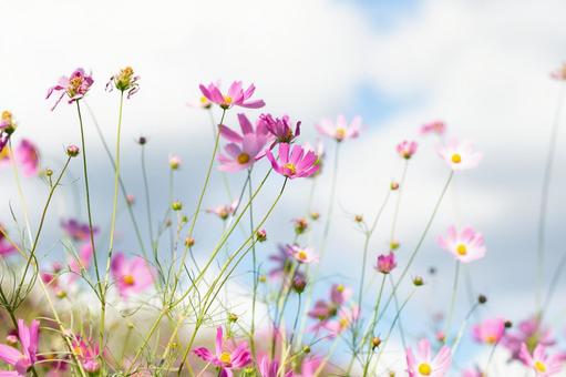 コスモスの写真
