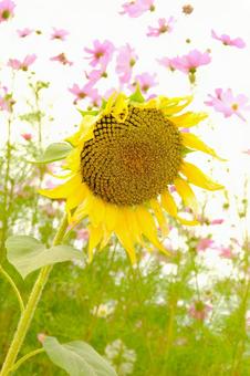 ひまわりとコスモス ひまわり,コスモス,花の写真素材