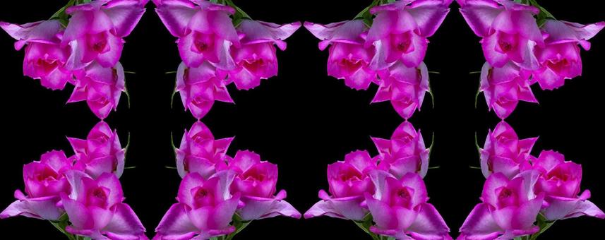 黒にピンクのバラ花柄素材 黒にピンクのバラ花柄素材 花柄,ピンク,背景の写真素材