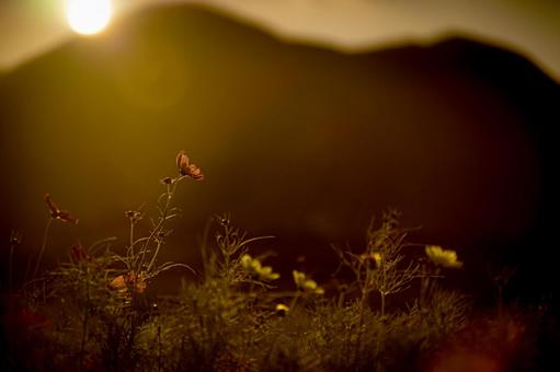 <素材>夕暮れのコスモス畑の風景 <素材>夕暮れのコスモス畑の風景の写真