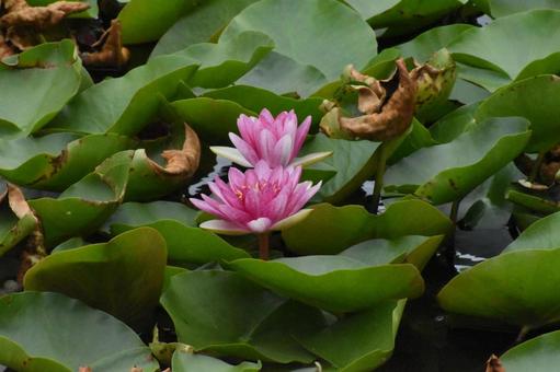 Water lilies in Moegino, Aoba Ward, Yokohama City, just after the summer heat, JPG