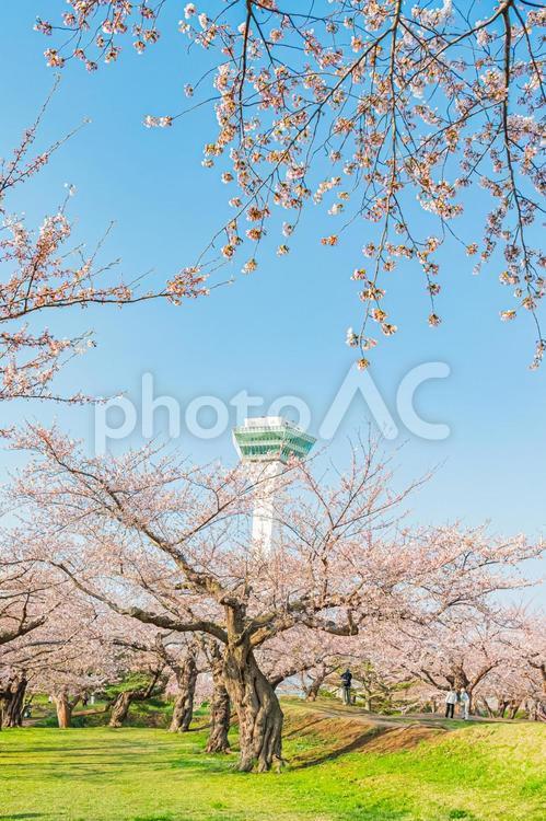北海道　函館五稜郭公園の春 北海道,hokkaido,公園の写真素材