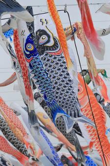 carp streamer, JPG carp streamer, JPG