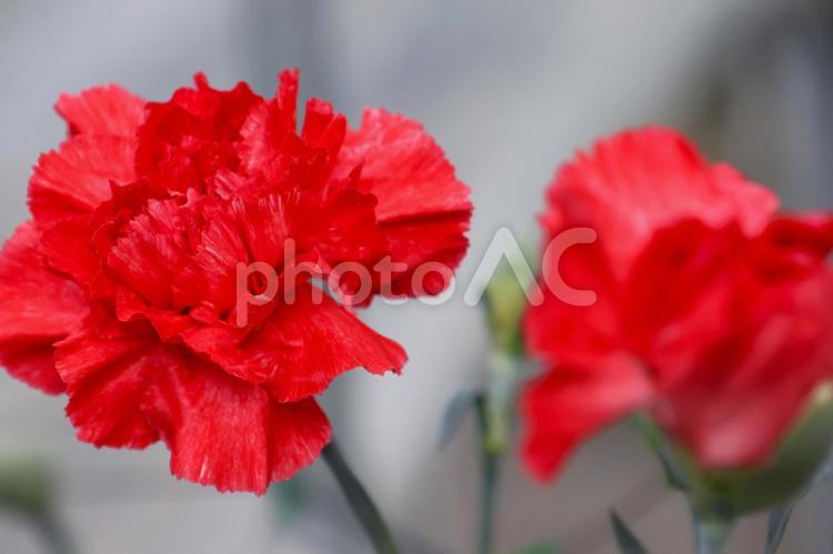 １月下旬の温室のカーネーションの花 カーネーション,花,植物の写真素材