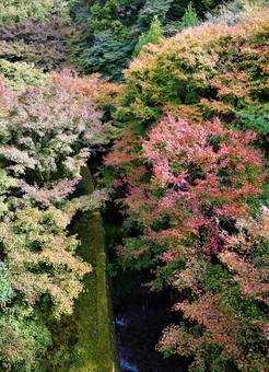 全て私が撮影したものです。 全て私が撮影したものです。の写真