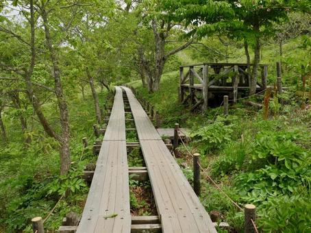 八島湿原 八島湿原 木道,道,トレッキングの写真素材