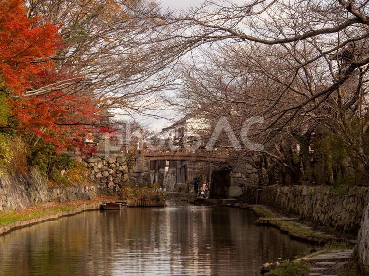 近江八幡・秋の八幡堀 八幡堀,近江八幡,滋賀県の写真素材