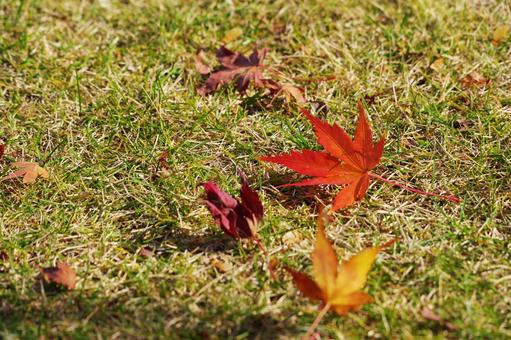 芝生と落ち葉 芝生と落ち葉の写真