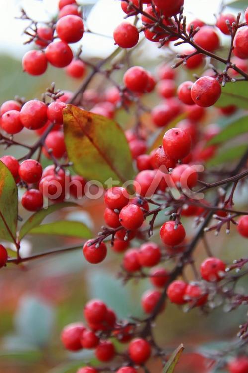 赤い南天の実 赤,ナンテン,秋の写真素材