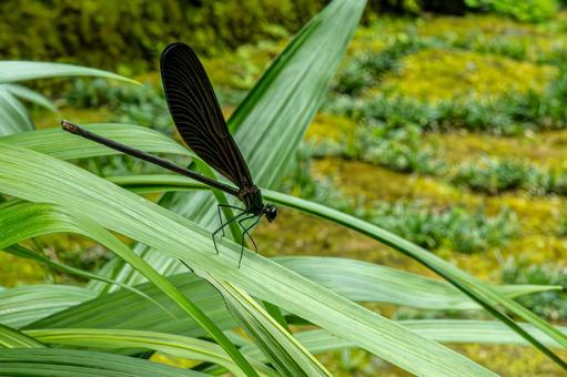 A dragonfly resting on a leaf, hagorotorbo, haguro dragonfly, dragonfly, JPG