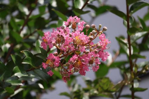 Photo, branch, pink, petal, 