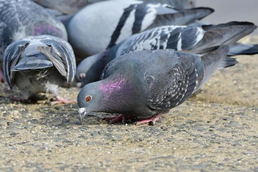 鳩 鳩の写真