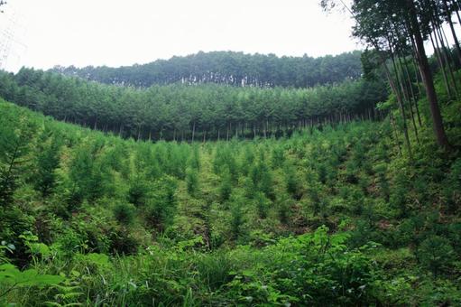 森の風景(植樹された杉) 森の風景(植樹された杉) 山,森,森林の写真素材