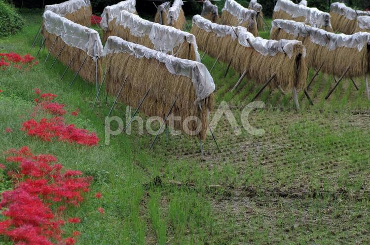 稲刈りが終わった田んぼの風景 稲木,田んぼ,稲刈りの写真素材