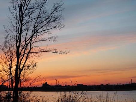夕焼け空と大きな木② 夕焼け空と大きな木② 木,大木,空の写真素材
