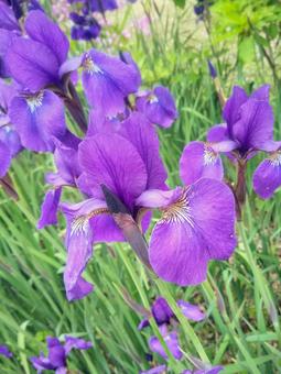 菖蒲の花 菖蒲の花 菖蒲,花,アヤメの写真素材
