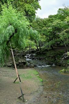 小川流れる公園の清々しさ 公園,小川,輝きの写真素材