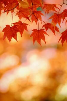 紅葉 紅葉の写真
