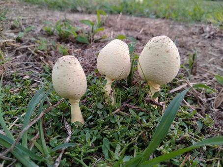 コガネキヌカラカサダケの写真