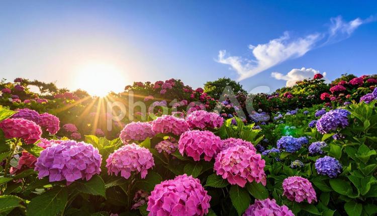 あじさいと夏の青空 あじさい,紫陽花,夏の写真素材