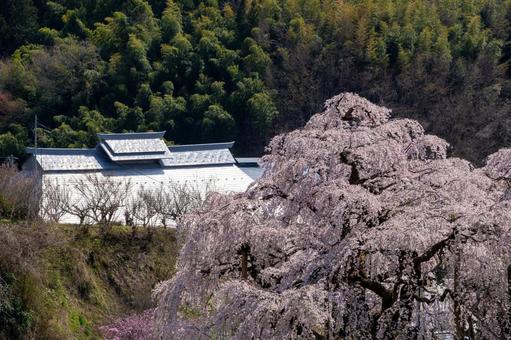 三春町の滝桜 三春町の滝桜の写真