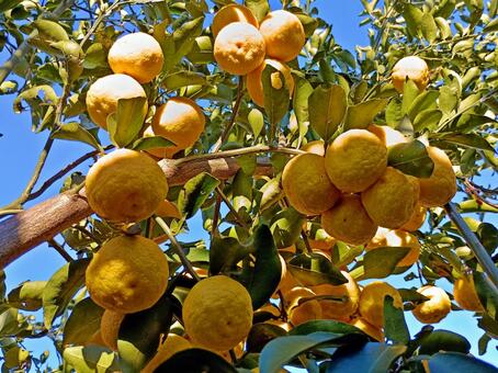柚子、鈴なり ユズ,秋,果物の写真素材