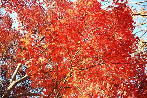 伊豆島公園「綺麗に紅葉したもみじ」その4 もみじ,紅葉,公園の写真素材