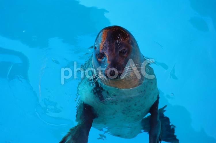 水族館のプールから顔を出すアザラシ 水族館,プール,顔の写真素材