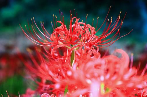 赤の彼岸花群生地 赤の彼岸花群生地の写真