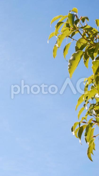 樹木と青空 緑,葉っぱ,葉の写真素材