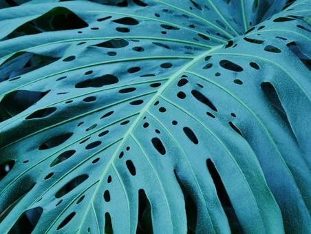 Photo, monstera, perforated leaf, taro, 