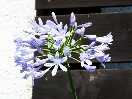 Photo, plant, flower, river side, 