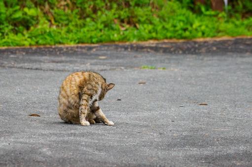猫(117) 猫(117)の写真
