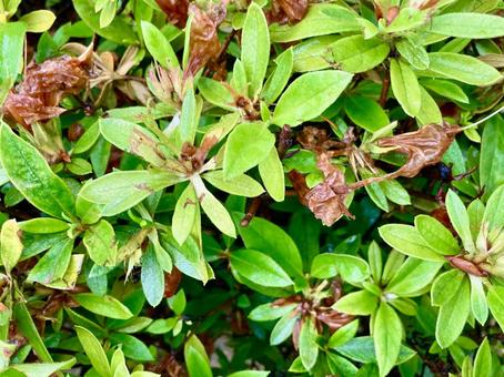 Photo, green leaves, one side, texture, 