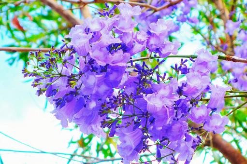 ジャカランダ 4 ジャカランダ,フラワー,花の写真素材