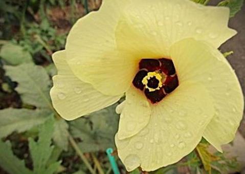 オクラの花 オクラの花の写真