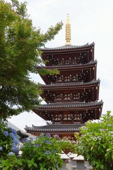 6月中旬の法然寺の五重塔とアジサイの花 6月中旬の法然寺の五重塔とアジサイの花の写真