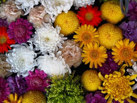 花 ベゴニア,菊,マリーゴールドの写真素材