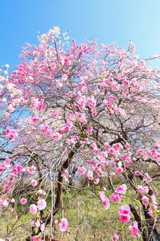 枝垂れ桜 さくら,春,空の写真素材