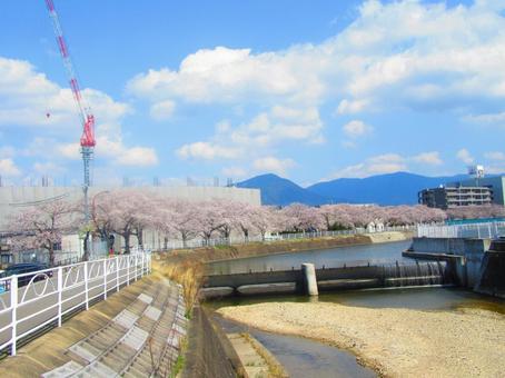 川沿いのサクラ並木 川沿いのサクラ並木の写真