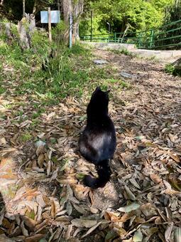 落ち葉の中で座り込む黒猫の後ろ姿 猫,黒猫,動物の写真素材
