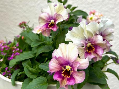 グラデーションのきれいなパンジー パンジー,花,ガーデニングの写真素材