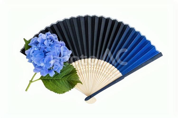 紫陽花と扇子　1 紫陽花,扇子,せんすの写真素材