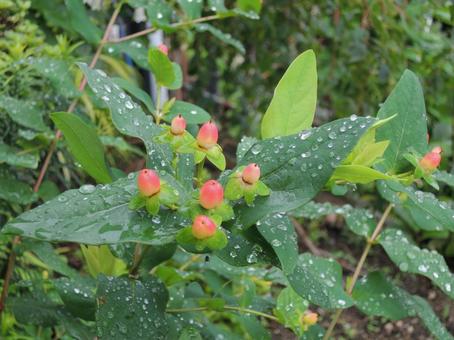 Photo, red fruit, hiperam, autumn, 